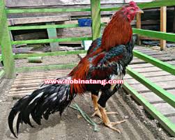 Masih ada lho ayam gen lain yang punya bakat dan teknik serta pukulan sebagai ayam sabung. 10 Jenis Ayam Bangkok Terbaik Dan Bagus Untuk Dipelihara Hobinatang