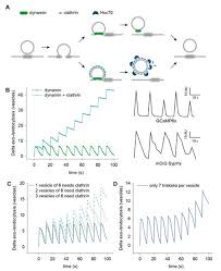 Elizabeth keys 1422 w camel back ln rochester, ny. Ijms Free Full Text Quantitative Synaptic Biology A Perspective On Techniques Numbers And Expectations Html
