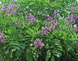 Image result for Millettia