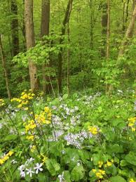 In addition to taking the reins of the stand in 1984, ron peters has been making all of the metal items sold at the stand since 1970. Shenk S Ferry Wildflower Preserve Pequea 2021 All You Need To Know Before You Go With Photos Tripadvisor