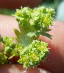 Image result for Alchemilla microbetula