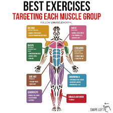 Best Exercises Targeting Each Muscle Group Musclemorph Https Musclemorphsupps Com Arm Day Workout Flat Tummy Workout Challenge Flat Tummy Workout