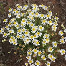 Image result for Felicia filifolia