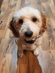 Missing in Ridgefield in North Ridgeville Lorain Bagley Root Road area