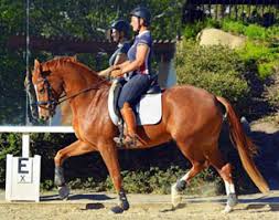 View latest posts and stories by @charlotte_dujardincbe charlotte dujardin in instagram. Charlotte Dujardin Buys 5 Year Old Toretto At Clinic In California