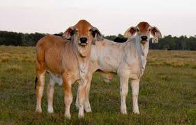 Each ad has a link to the members page so you can locate the contact information for that listing. Brahman Cattle Rancher Quotes Quotesgram