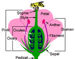 Flowers not only look pretty but, in fact, are important in making seeds. Reproductive Plant Parts Osu Extension Service