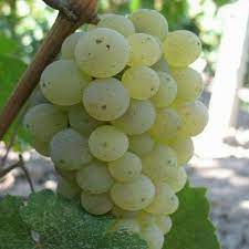 Toate tratamentele încercate de distrugere a dăunătorului au fost sortite eşecului, cu atât mai mult cu cât filoxera atacă. Butasi Romania Butasi Hibrid Nohan Alb Si Negru 1000 Facebook