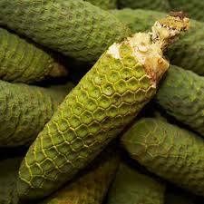 The Delicious Monster Fruit Is A Dangerous Delight Monstera Deliciosa Monstera Fruit