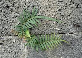Image result for Pteris vittata