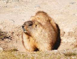 Check spelling or type a new query. Why Is Bubonic Plague Still A Thing Cnn