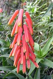 Image result for Aloe wildii