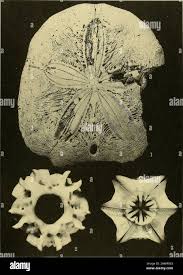 Image result for Stanfieldiella imperforata