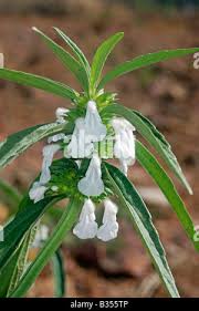 Image result for Leucas capensis