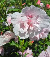 Image result for Hibiscus syriacus ´Pink Chiffon