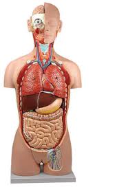 By angus crawford bbc news. Torso Dual Sex 25 Parts King Mariot Medical Equipment
