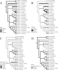 Image result for Nidorella spartioides