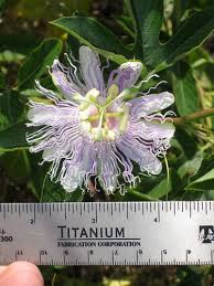 Discover the latest mlb news and videos from our experts on yahoo sports. Foraging Texas Passion Vine Maypop