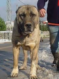 Turk Arslani Orhan Genel Hunderassen Hunde Rassen Hunde