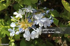 Image result for Plumbaginaceae