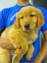 Pet shop puppies always have those. The Perfect Puppy 1265 Chopmist Hill Rd Scituate Ri 02857 Usa