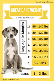 Great Dane Puppy Growth Chart Female Goldenacresdogs Com
