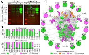 Besides jpg/jpeg, this tool supports conversion of png, bmp, gif, and tiff images. Native Like Sars Cov 2 Spike Glycoprotein Expressed By Chadox1 Ncov 19 Azd1222 Vaccine Biorxiv