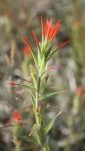 Image result for Swertia brownii