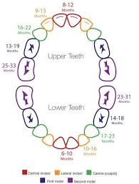 an interesting teething chart to see the average age for