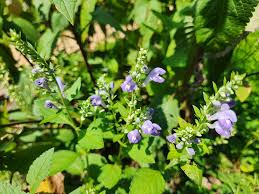 Image result for Justicia incana