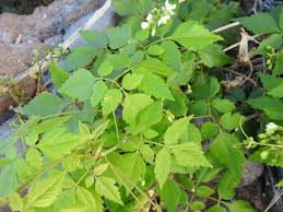 Image result for Cardiospermum grandiflorum