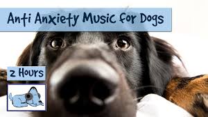 Separation anxiety in dogs is defined by pets.webmd.com as dogs (that) are disruptive or destructive when left alone due to the dog having high anxiety and distress. Anti Anxiety Music For Dogs Cure Separation Anxiety With Dog Music Youtube