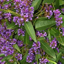 Image result for Hardenbergia