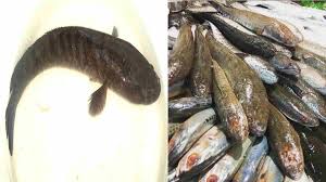 Pengolahan dasar kolam (foto : Ternak Ikan Gabus Peluang Usaha Budidaya Ikan Yang Makin Diminati Harapan Rakyat Online
