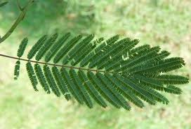 Image result for Acacia angustissima