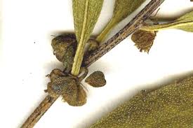 Image result for Vigna frutescens