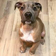 The mastiff mix can have multiple purebred or mixed breed lineage. All You Need To Know About The Powerful Pitbull Mastiff Mix K9 Web