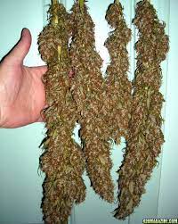 Mexican Red Hair Strain