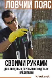 опрыскивание деревьев весной по фазам от болезней и вредителей Pin By Nataliya On Ogorod In 2020 Backyard Garden