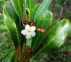 Image result for Mascarenhasia