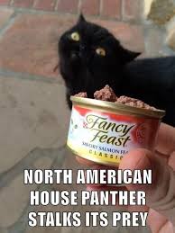 55 Of The Most Liked Cat Memes Of 2018 That Our Users Created On Lolcats I Can Has Cheezburger Cat Memes Funniest Cat Memes Funny Cat Memes