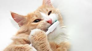 Kedi Dis Hastaligi