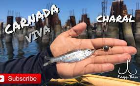 Video: pesca con carnada viva en muelle de Topolobampo