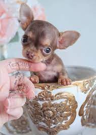 Tiny Teacup Chihuahua Puppy By Teacups Www Teacupspuppies Com Dogsfunnypuppies Teacup Chihuahua Puppies Chihuahua Puppies Teacup Animals