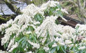If you need this item now, you can check in stock items at other. Mountain Snow Pieris 2 5 Quart Shrub Deer Resistant Shrubs Togogarden