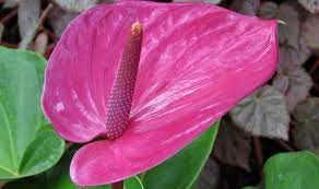 Anthurium Flower Meaning Colors Symbolism