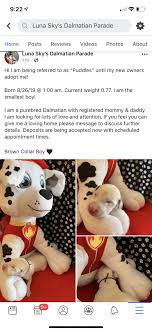 Feel free to browse hundreds of active classified puppy for sale listings, from dog breeders in pa and the surrounding areas. Dalmatian Puppies For Sale Lexington Nc 306548
