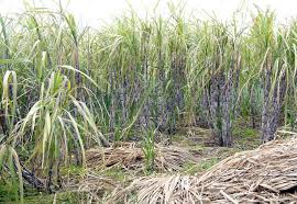 Fresh canes are sometimes chewed for the juice. Sugarcane Plant Britannica