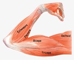 Brings shoulders and arms back to body. Featured Labeled Arm Muscular System Png Image Transparent Png Free Download On Seekpng