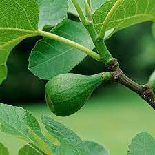 Overwintering Fig Trees Fruit Trees Fig Tree Fruit Garden